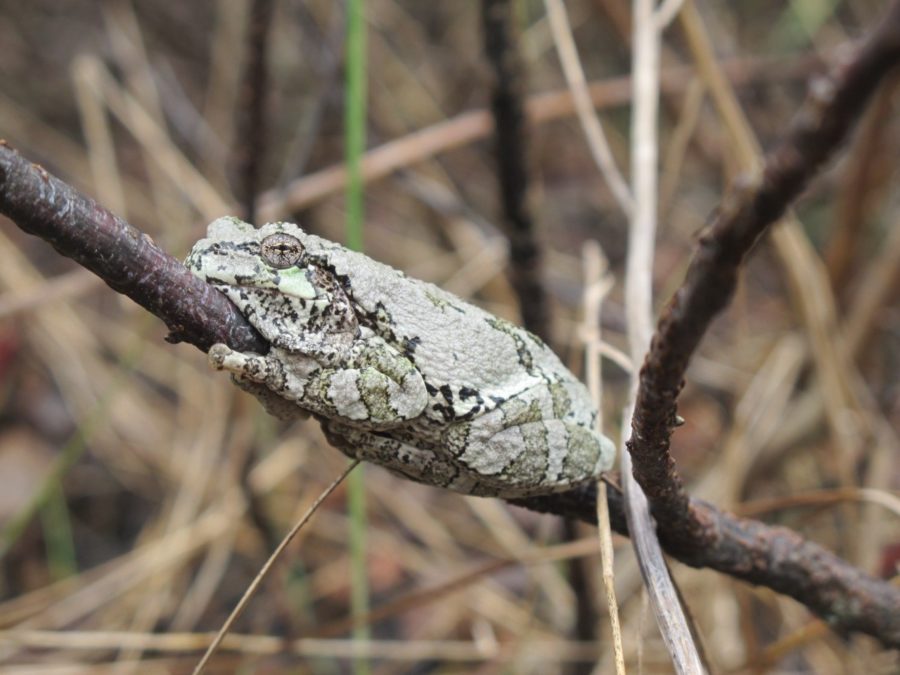 Grey green mottled flog clinging to a small branch 