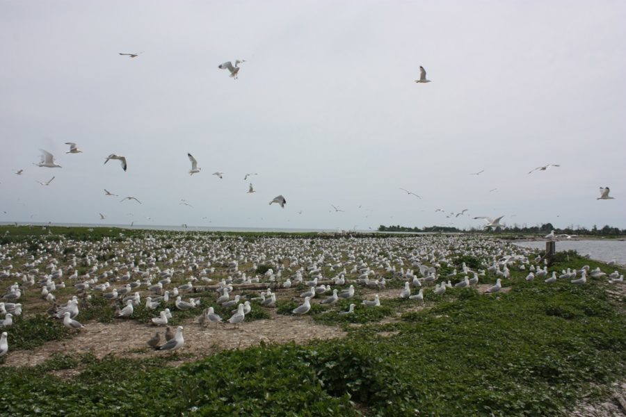 Hundreds of gulls, standing and facing the water, with some flying overhead in a grey sky.