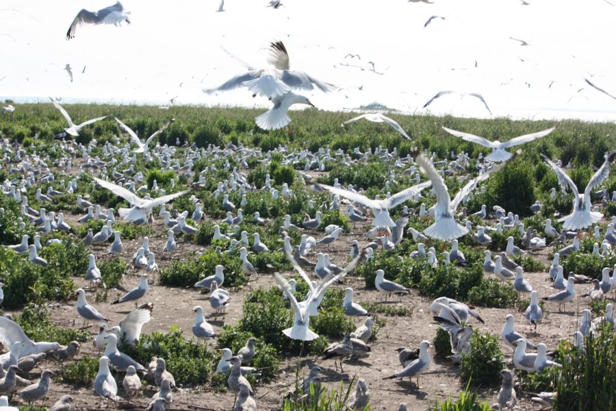 Des centaines de goélands en vol et debout sur un sol de terre recouvert de chardon et d’herbe en arrière-plan.