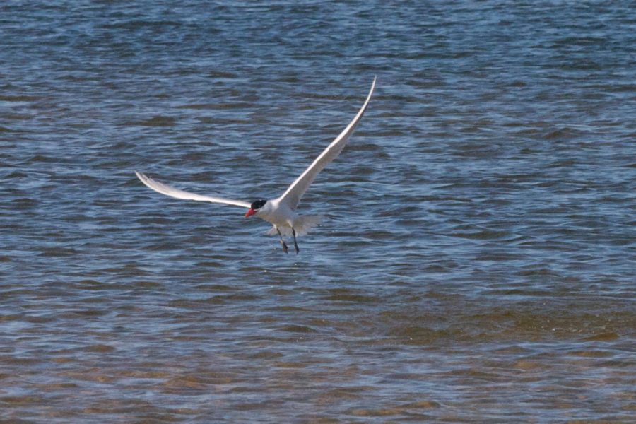 Single Caspian Tern, landing on dark blue grey lake