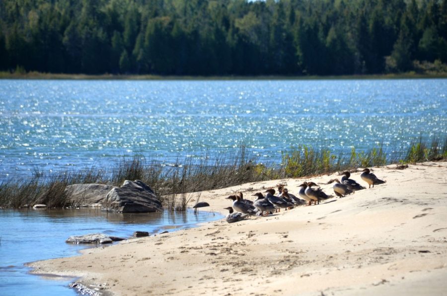 Approximately 12 water fowl travelling down a sandy beach to the blue water of the bay. Conifers in the background. 