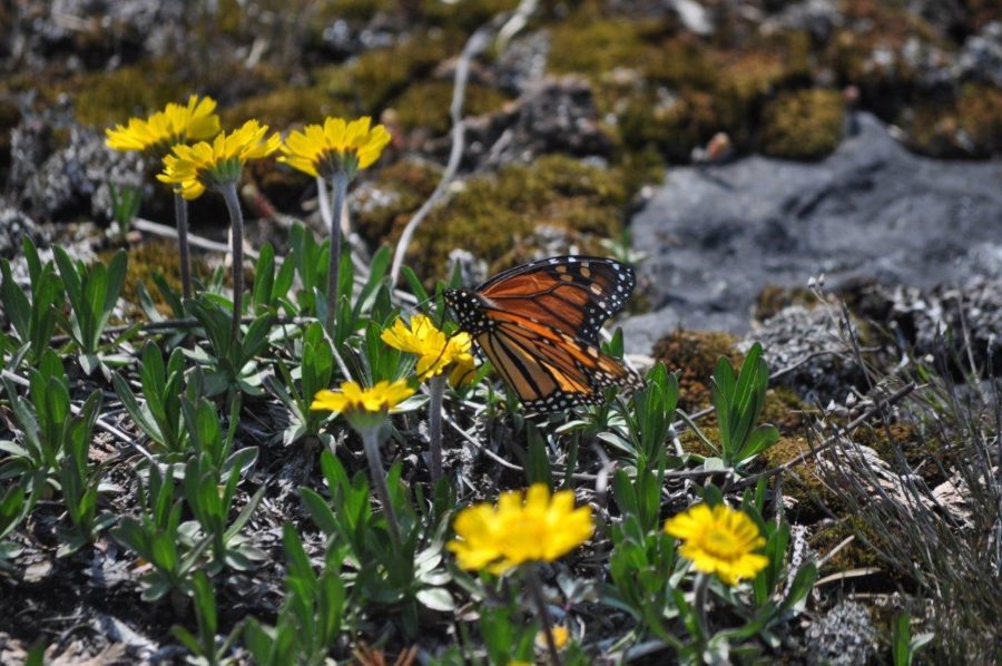 Yellow blossums coming from small green stems, growing out of rocky, mossing ground. A monarch butterfly is perched on one of the blossoms. 