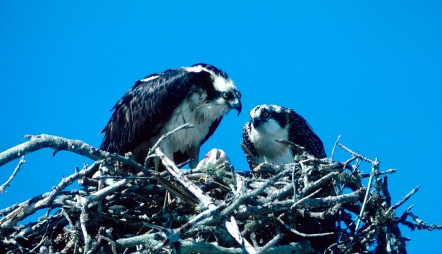 Two Osprey perched on a large nest with some thing that could be a fish inside