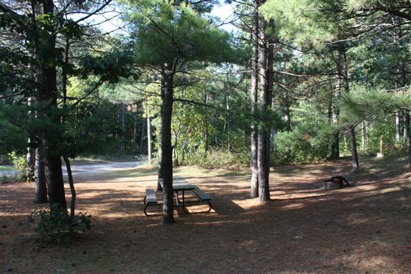 Pine covered campground with shade and picnic table with firepit