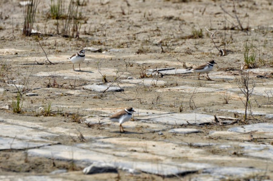 Three shorebirds (white with grey tops and black collar) in a sparsely vegetated area