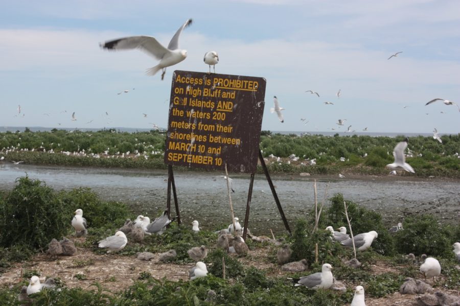 Many gulls standing and flying around a sign that says, "Access is PROHIBITED on High Bludd and Gull Islands AND the waters 200 meters from their shorelines between MARCH 10 and SEPTEMBER 10