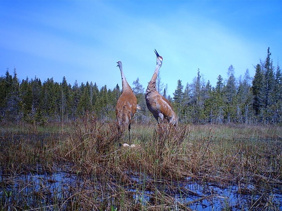 Two large brown wading birds in a marsh with conifers and blue sky in the background