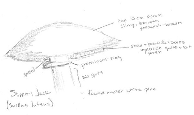 Pencil drawing of a Slipper Jack mushroom with size notes and other observations written in