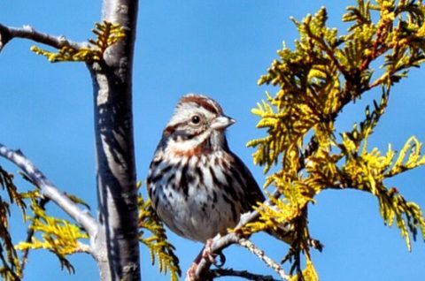 Oiseau chanteur ayant une base blanche et des rayures brunes et noires, perché sur une branche de cèdre. 