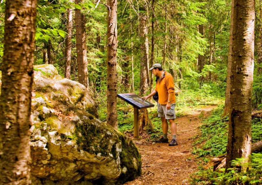 HIker in yellow shirt and shorts looks at an interpretive sign along the side of a path in a Balsam Fir forest. In the foreground, just off the trail is a boulder about the same height as the guy. and at least twice the width of the trail