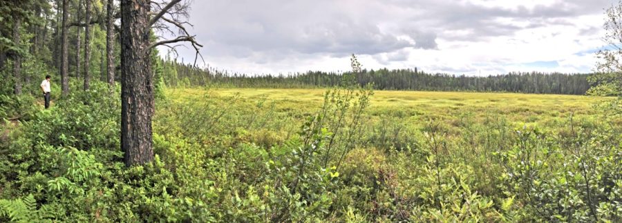 Green peatlands, with coniferous forest in the background and to the right, under a grey sky