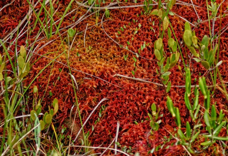 Une mousse douce et rouge, avec des plantes vertes émergeant à travers et autour de celle-ci.