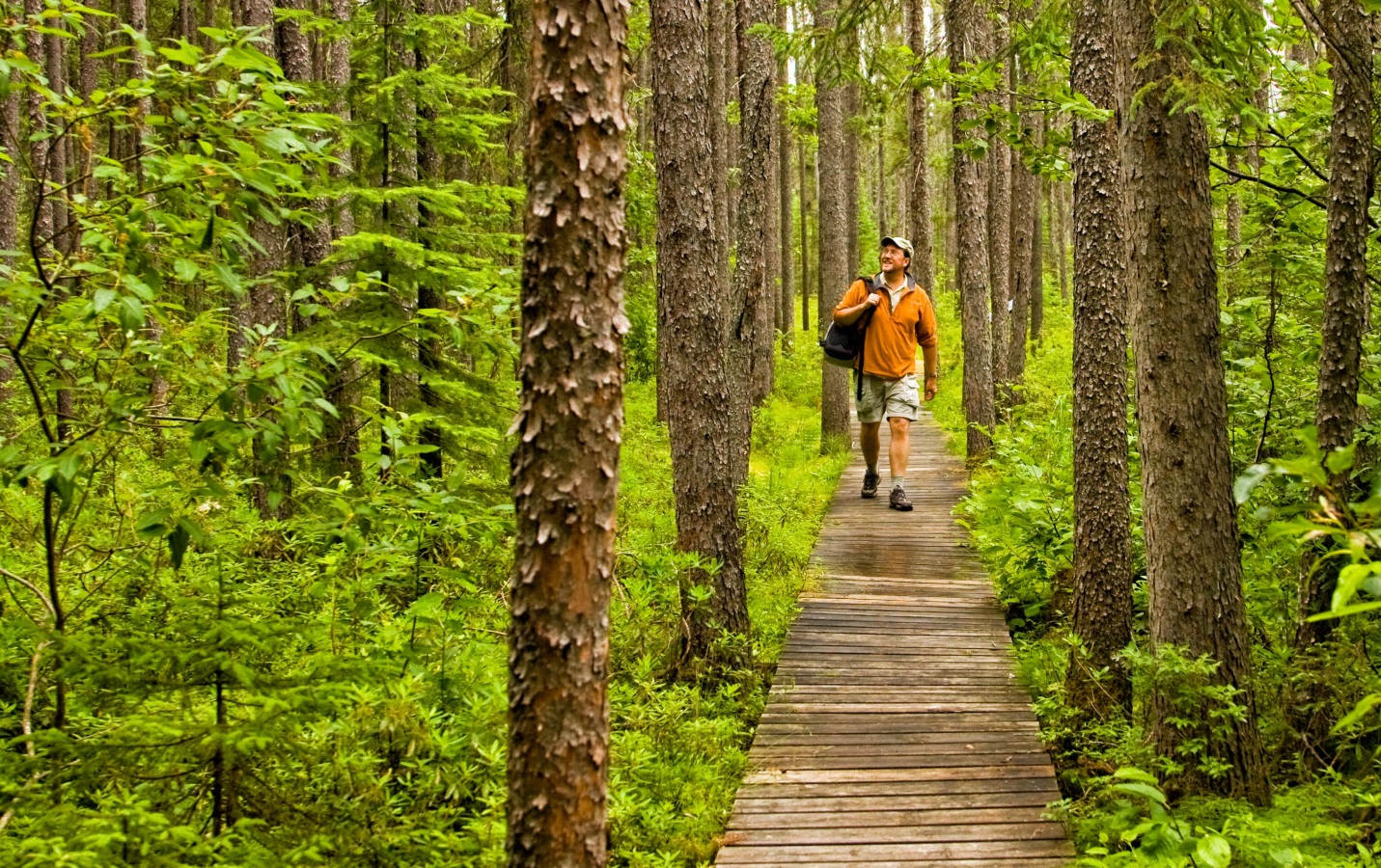 Homme en chemise jaune et short marchant sur une promenade de bois à travers une forêt de grands conifères et un luxuriant sous-bois vert 