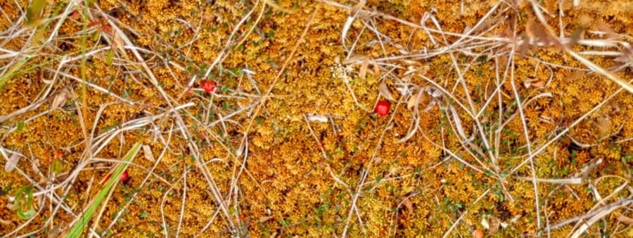 Une mousse spongieuse jaune avec de l’herbe brune et trois baies rouges visibles poussant à travers la mousse.