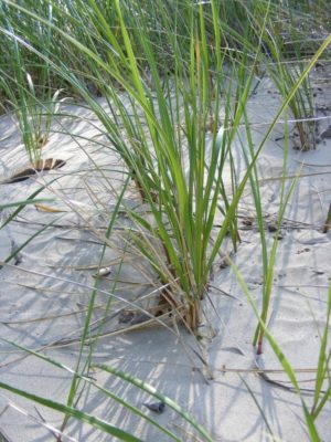 Single Marram Grass plant in white sand, surrounded by other Marram Grasses