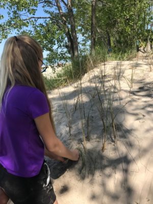 Une fille portant un chandail mauve qui plante des ammophiles dans une dune à l’ombre.