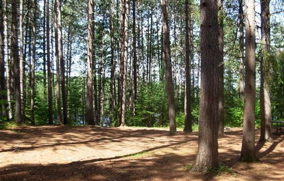Sunny campsite littered with pine needles on a sunny day