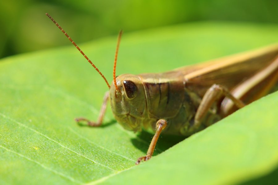 La tête et le thorax d’une sauterelle assise sur une feuille verte.