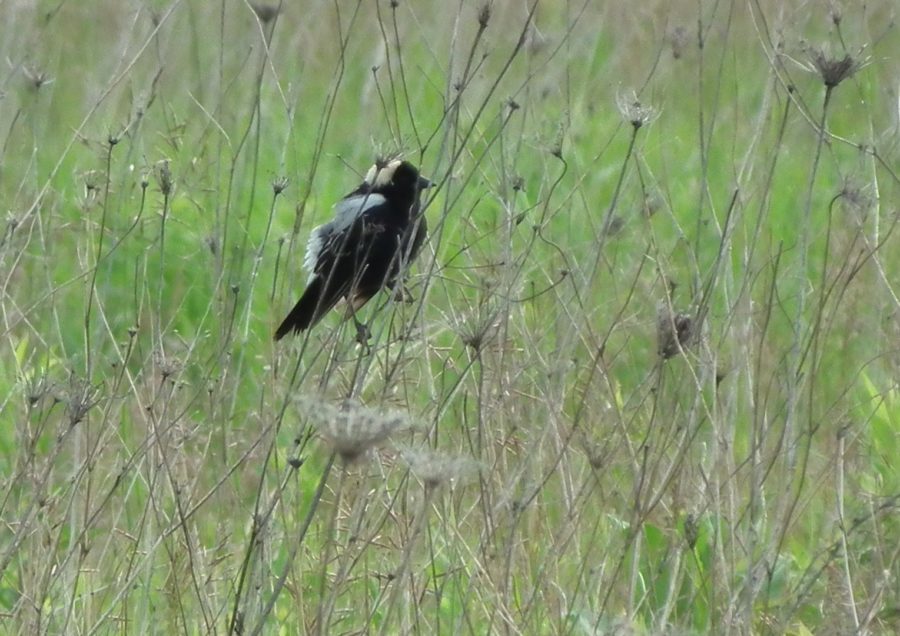 Male bobolink (black with white back of head) perched in the fall on dead Queen Anne's Lace with green in the background. 