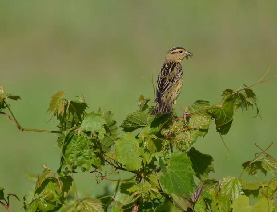 Yellowish brown song bird perched on a wild grape plant