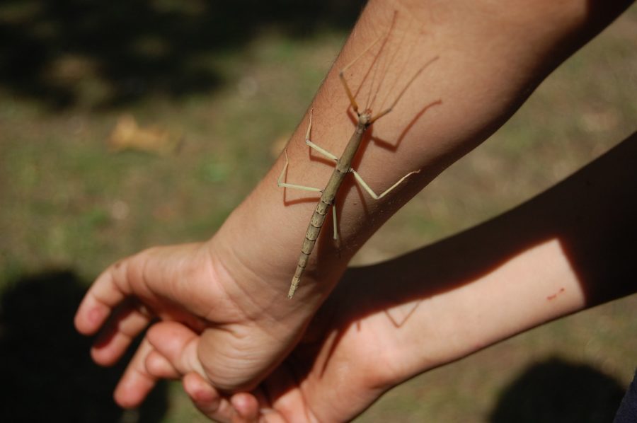 Gros insecte en forme de bâton sur un avant-bras