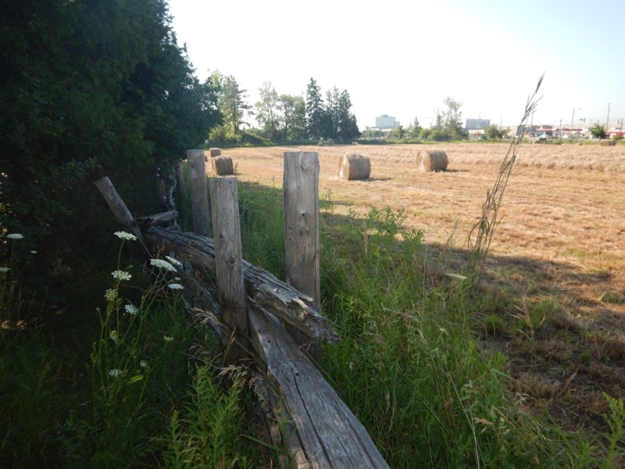 Farm fencing and cedars in foreground of a shot of a farm field with round hay bales on a bright summer day