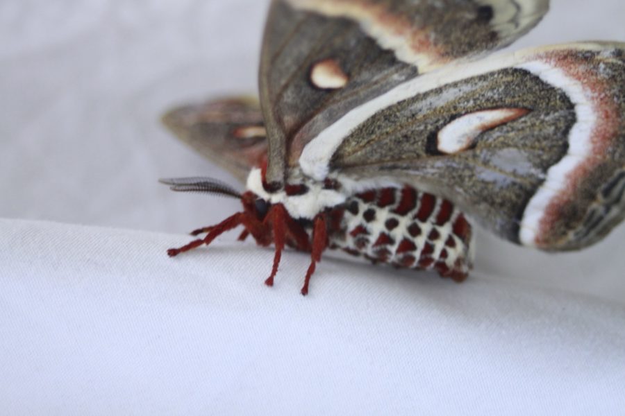 Gros papillon nocturne recouvert d’un duvet et son corps porte des lignes et des pois qui forment un motif aux couleurs blanc, rouge et brun.