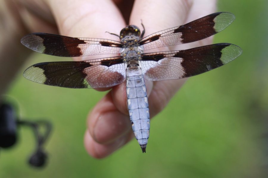 Une libellule avec deux paires d’ailes et un bas-ventre gris et blanc quadrillé.