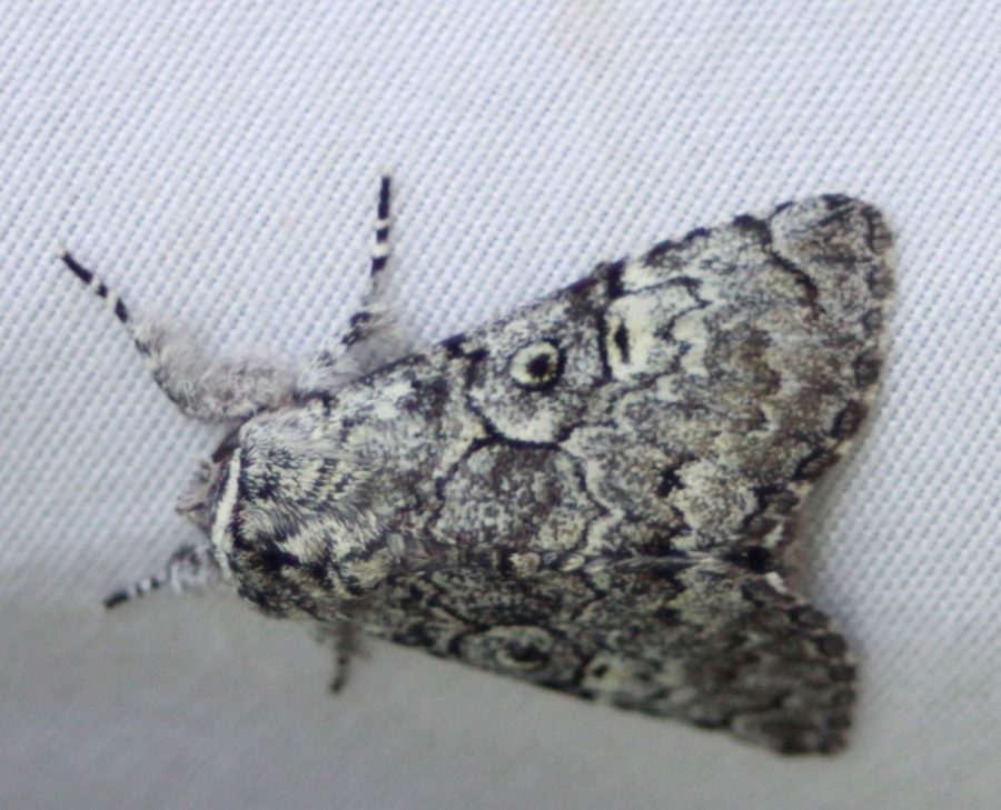 Un papillon nocturne de couleur grise, noir et jaune pâle sur un essuie-tout