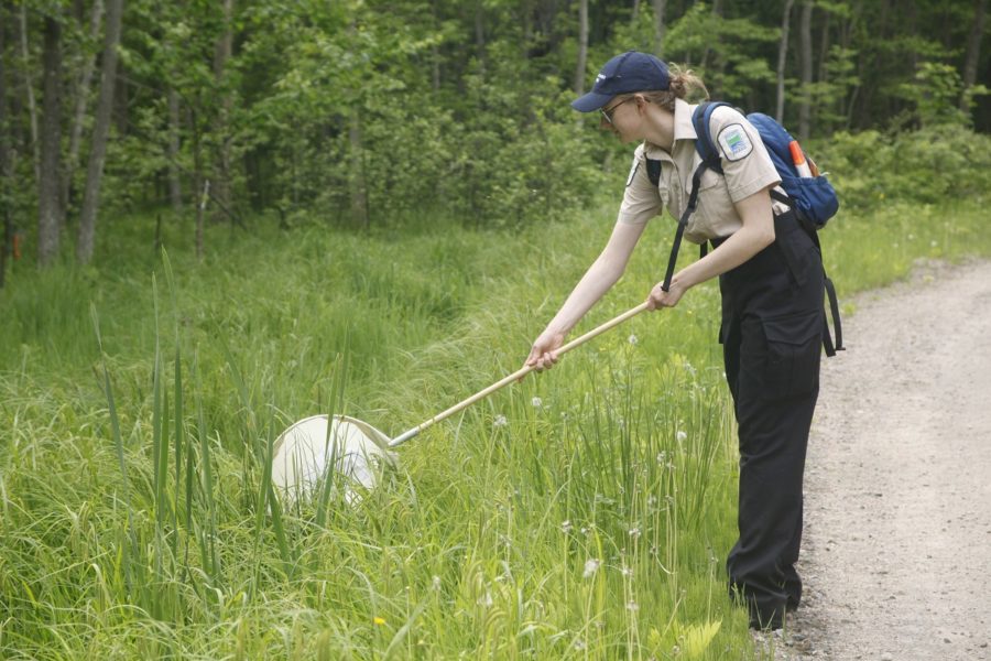 Une femme qui porte l’uniforme de Parcs Ontario. Elle passe un filet dans l’herbe à la recherche de créatures.