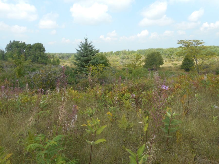Meadow-scape with some coniferous and deciduous trees as well as young milk weed, young sumac, goldenrod and other grasses. 