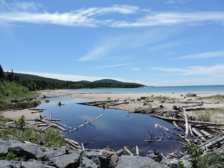 View of water from a white sandy beach with natural debris scattered around, and a forested shore in the distance