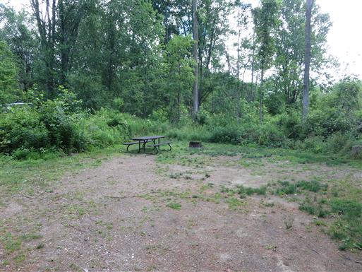 Campground with a picnic table and fire pit surrounded by low brush and tall poplars
