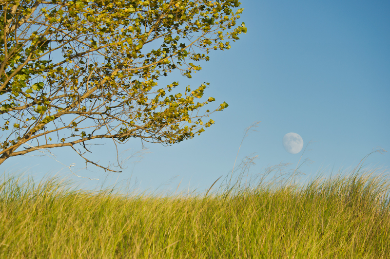 Un champ vert avec un ciel bleu et des branches qui entrent dans la photo. La lune est à peine visible.