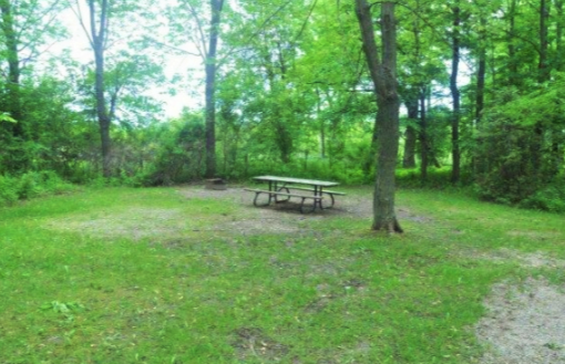 Bright and green campsite with a picnic table