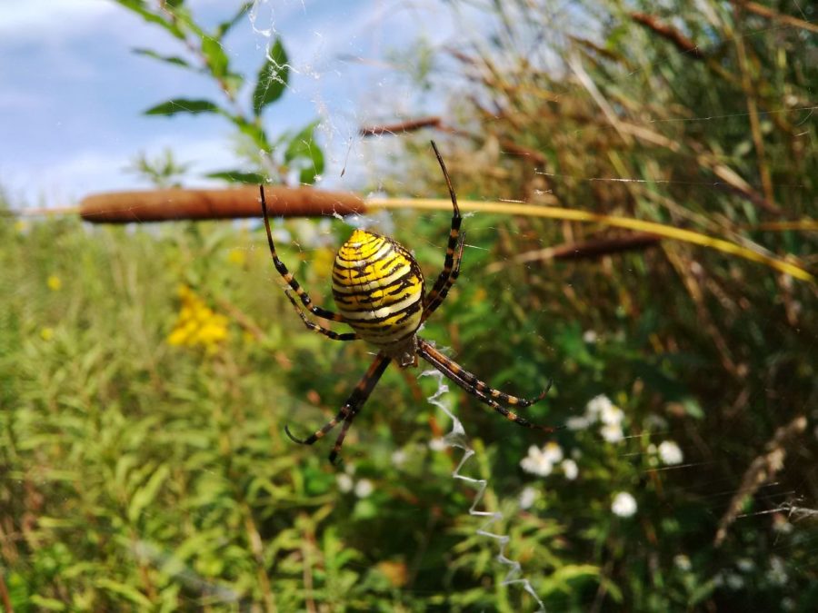 Large yellow, black and white spider in the foreground of a field 
