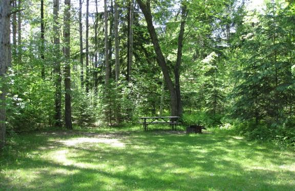 Beautiful green campsite surrounded by tall trees