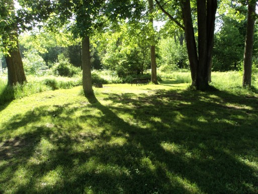 Shady, grassy campsite with deciduous foliage