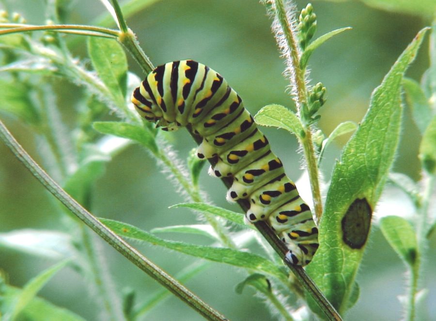 Large green, yellow and black caterpillar on a plant