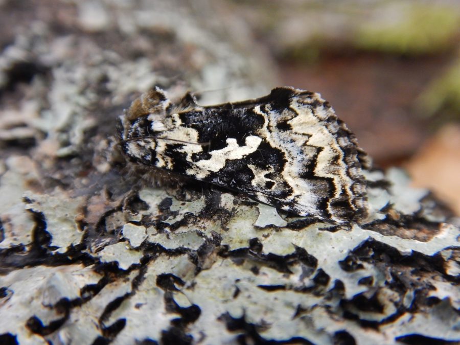 Papillon nocturne moucheté noir et beige, sur du lichen.