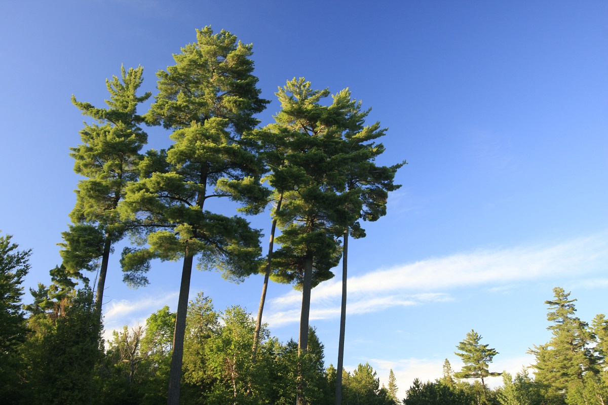Cluster of old growth pine trees with blue sky in background