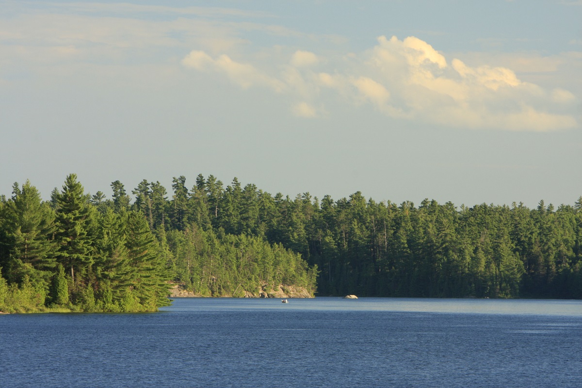 Shore of lake lined with old growth pine trees