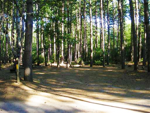 Site de camping ombragé avec de nombreux conifères matures.