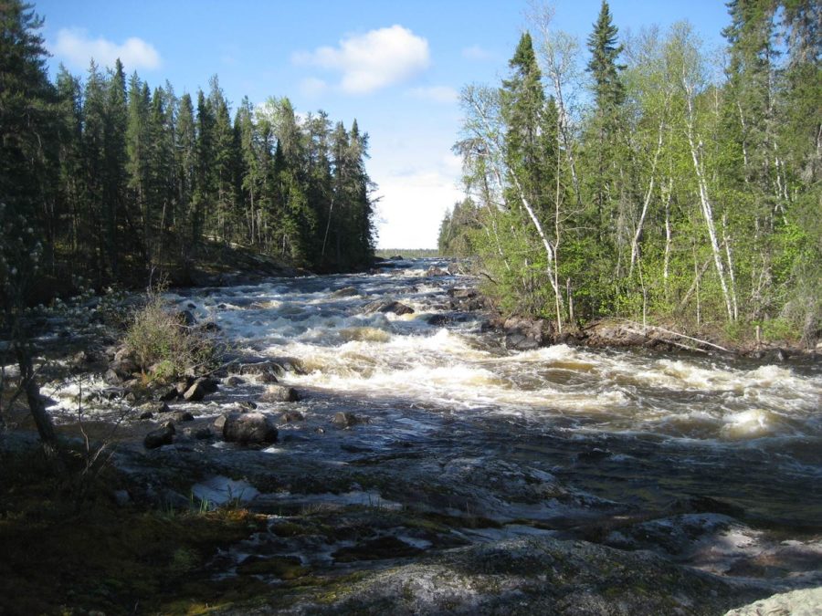 River rapids through forest