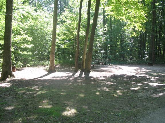 Shady site with tall deciduous trees