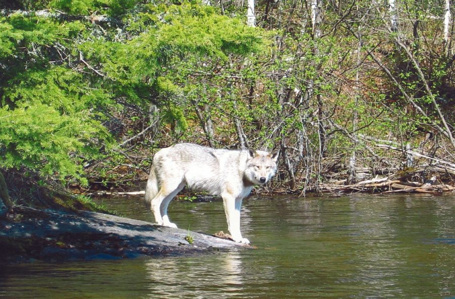 One light coloured wolf, standing on a rock shore and looking towards the camera