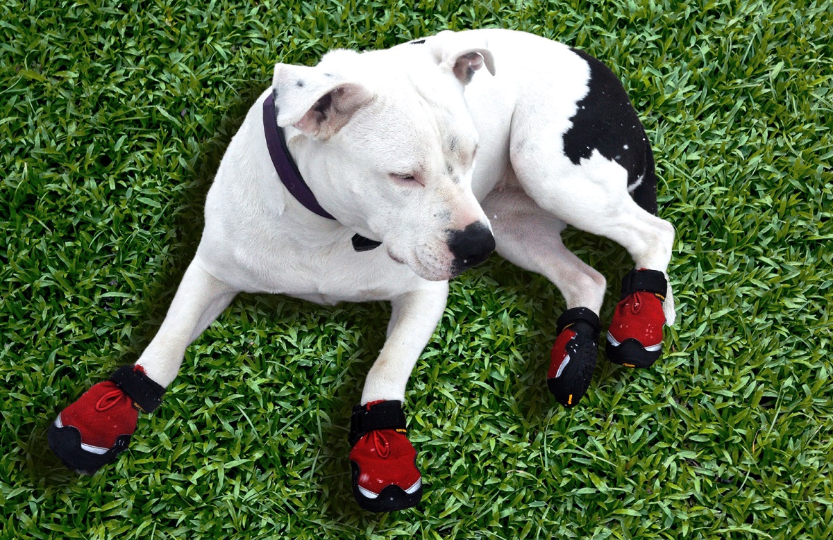 Black and white dog on grass with red booties