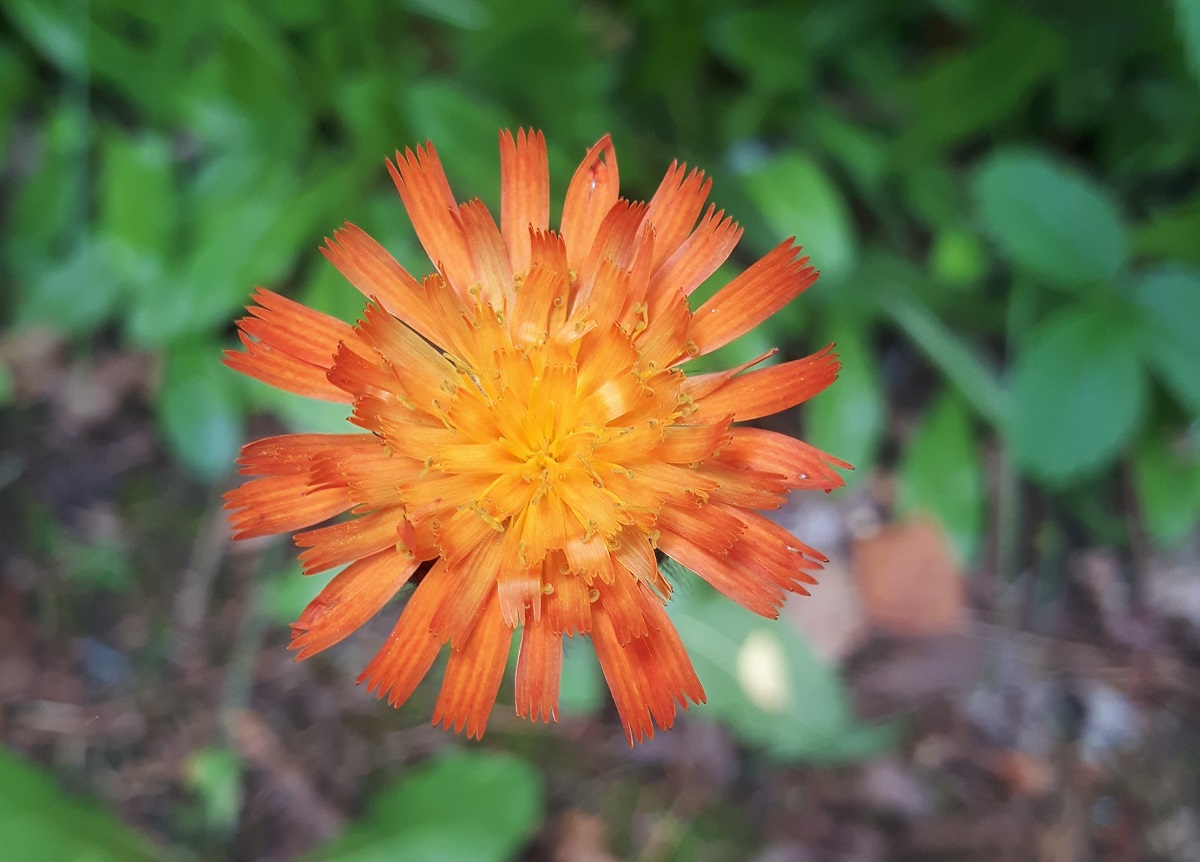 Une fleur orange 
