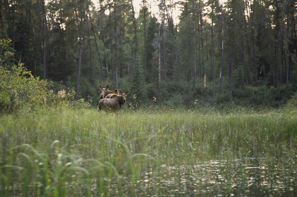 Moose in a wetland