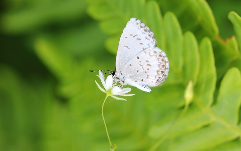 Un papillon azur sur une fleur en été 